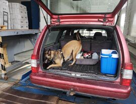 Служебная собака помогла пресечь попытку контрабанды табачной продукции на Выборгской таможне