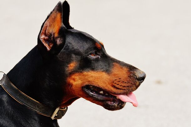 В ЗакСе предложили штрафовать владельцев собак за выгул питомцев без намордника