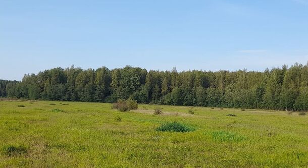 В Гатчинском районе участок лесного фонда вернули в собственность РФ