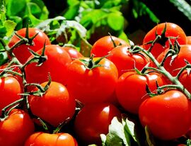 В Ленобласти в производство томатов, яиц и зерна инвестируют 8 млрд рублей