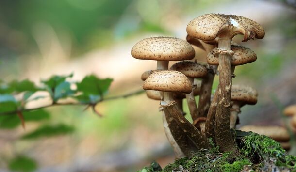 Россиян предупредили об опасности отравления съедобными грибами