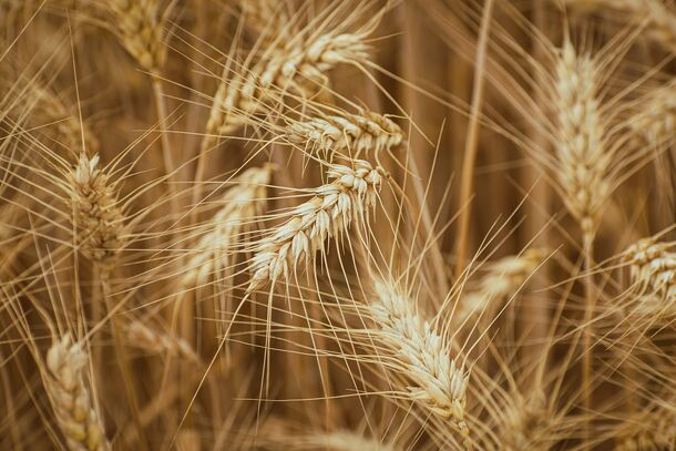 Литва возобновила закупки российского зерна после полугодового перерыва