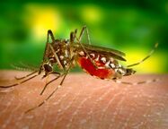 В России обнаружили 47 новых вирусов, переносимых комарами