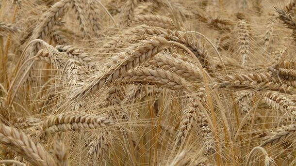 Россия рассматривает возможность создания зерновой биржи БРИКС