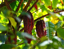 Россия нарастила импорт какао-бобов из Эквадора