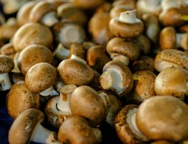 РФ в 2023 году увеличила производство грибов на 13,3%