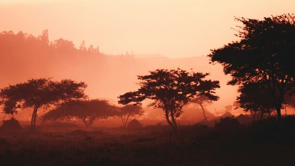 О прямых перелетах в Батуми, экзотике острова Маврикий и гориллах Руанды