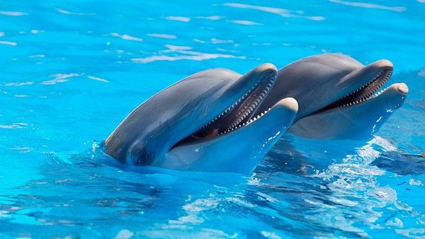 Петербуржцы выступили против строительства нового дельфинария