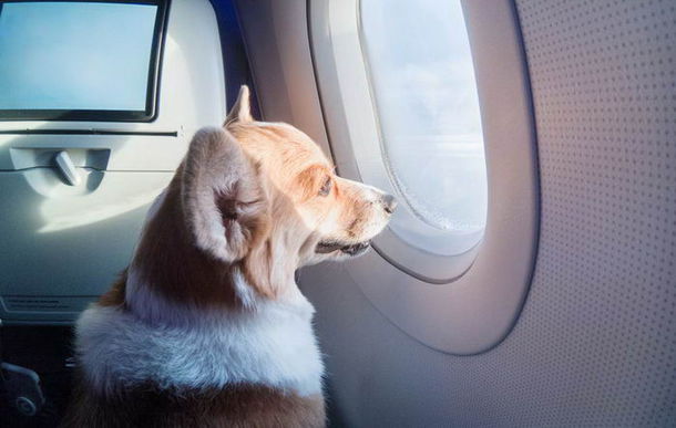 Российские авиакомпании смягчили требования к перевозке домашних животных