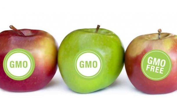 Роскачество ввело запрет на производство продуктов с ГМО
