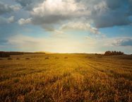 В России могут ввести «норму плодородия» для сельскохозяйственных земель