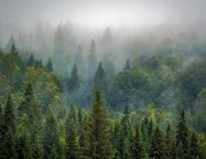 В России могут разрешить массовую застройку в лесах