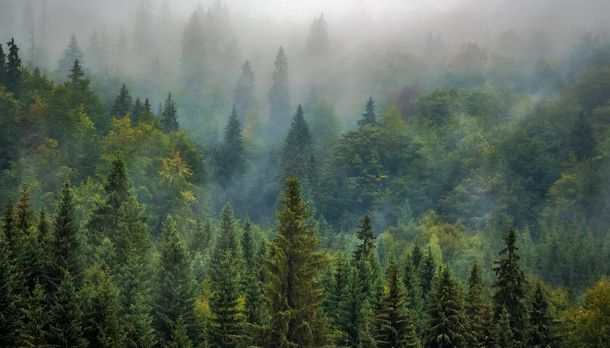В России могут разрешить массовую застройку в лесах