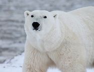 Русский Север станет доступнее: развитие Арктики включат в новый закон о туризме