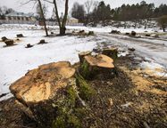 Финские эксперты раскритиковали реставрацию парка Монрепо в Выборге