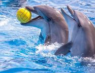 Дельфинарий на Крестовском острове закроется в ноябре