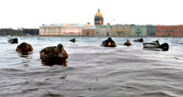 Финны помогут спасти Петербург от затопления
