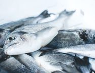 Рыбные хозяйства Северо-Запада остались без дешевых кредитов