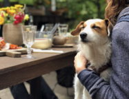 В Петербурге хозяев животных предлагают пускать с собаками в кафе и магазины