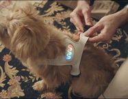 О замене человеческого труда машинным и умной одежде для собак