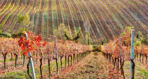 О знаменитых винодельческих регионах Италии: Венето, Альто-Адидже и Умбрия