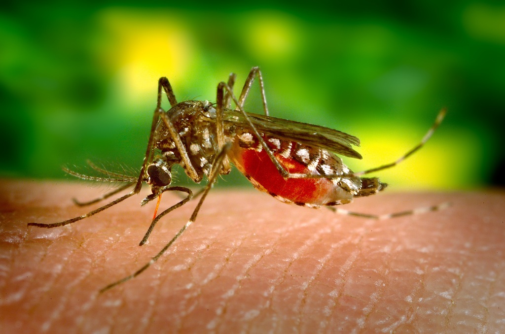 В России обнаружили 47 новых вирусов, переносимых комарами