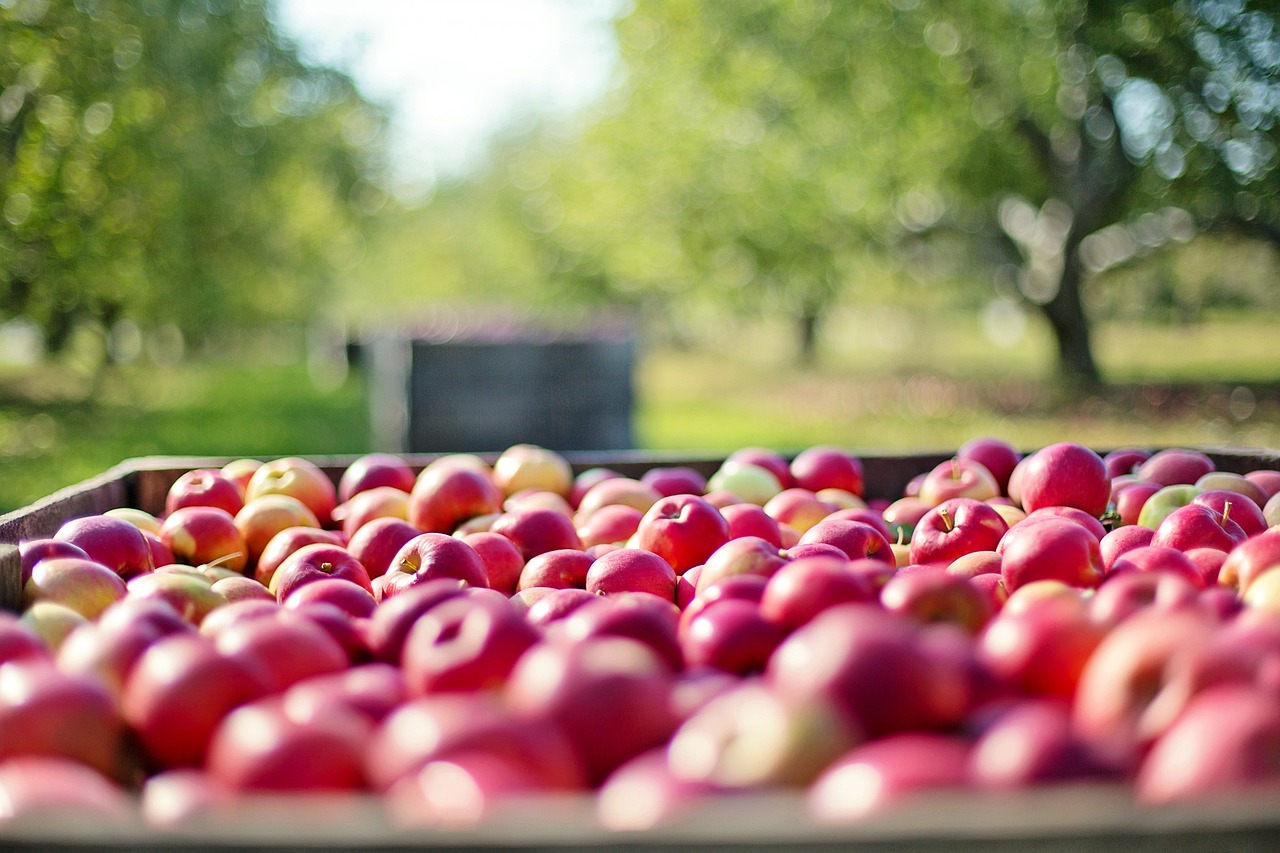 Россия за год почти вдвое нарастила импорт яблок