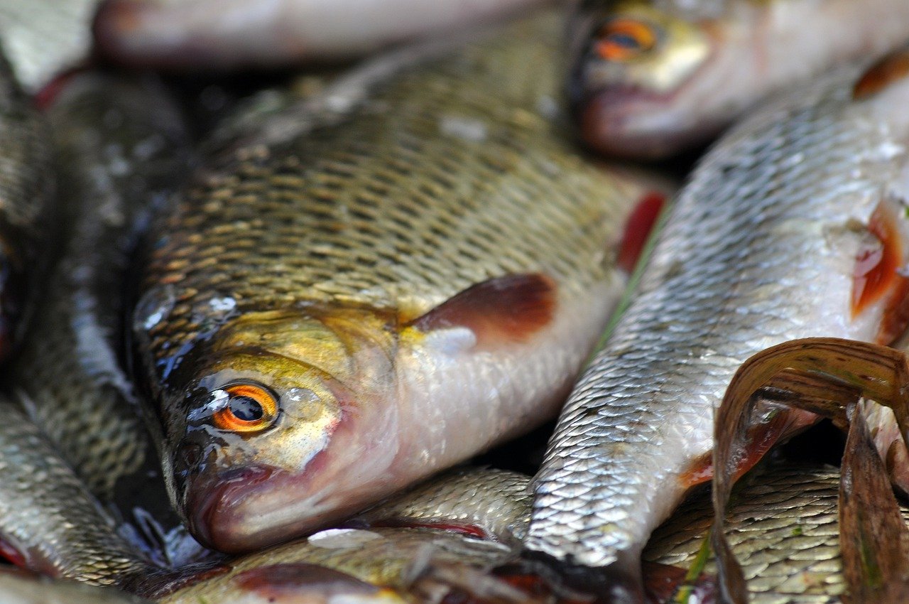 Япония нарастила импорт рыбы из РФ почти на 11%