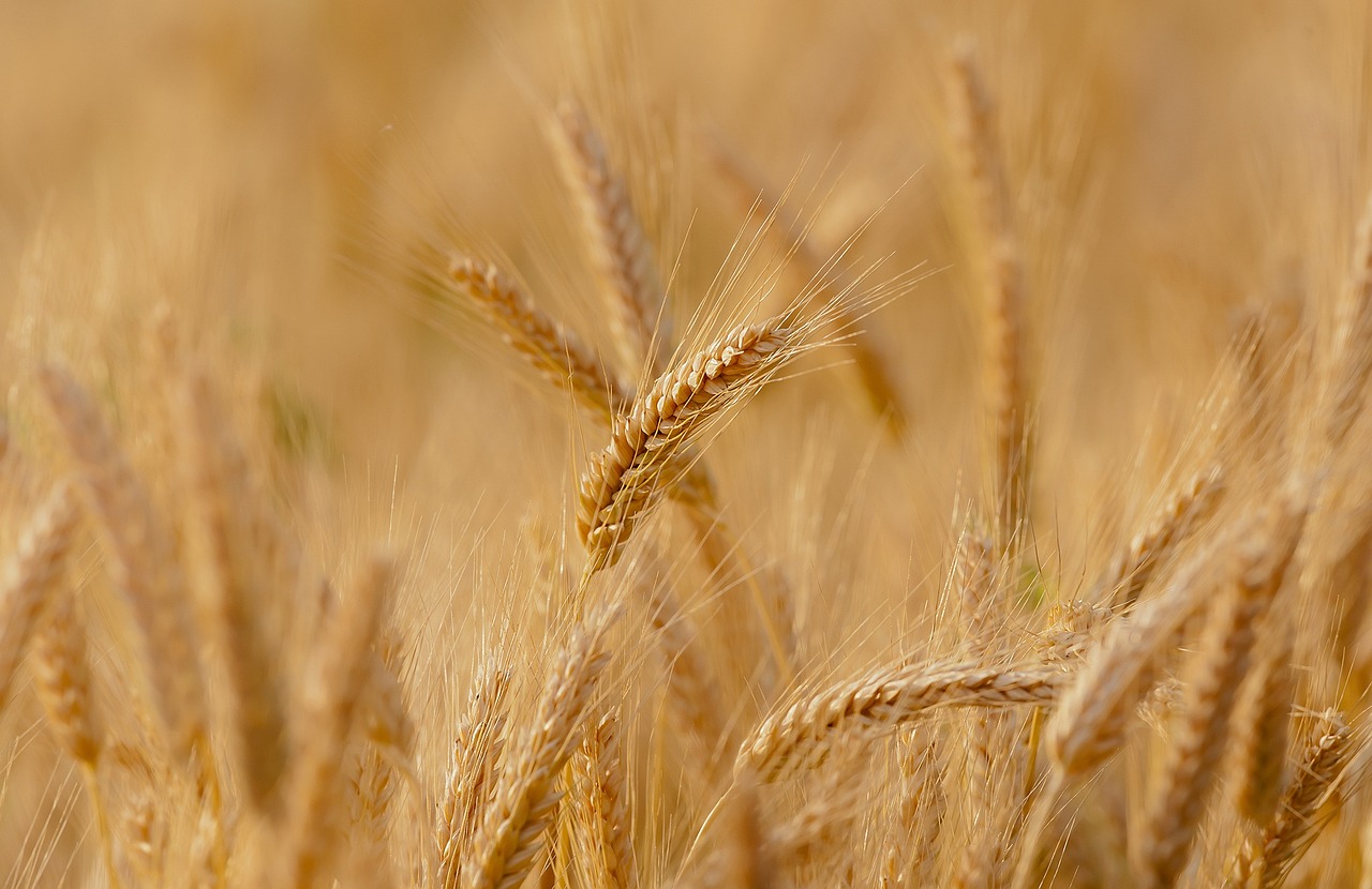 Россия поставила за рубеж рекордные 55,3 миллиона тонн пшеницы