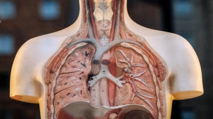 Легкие: основной орган дыхательной системы человека