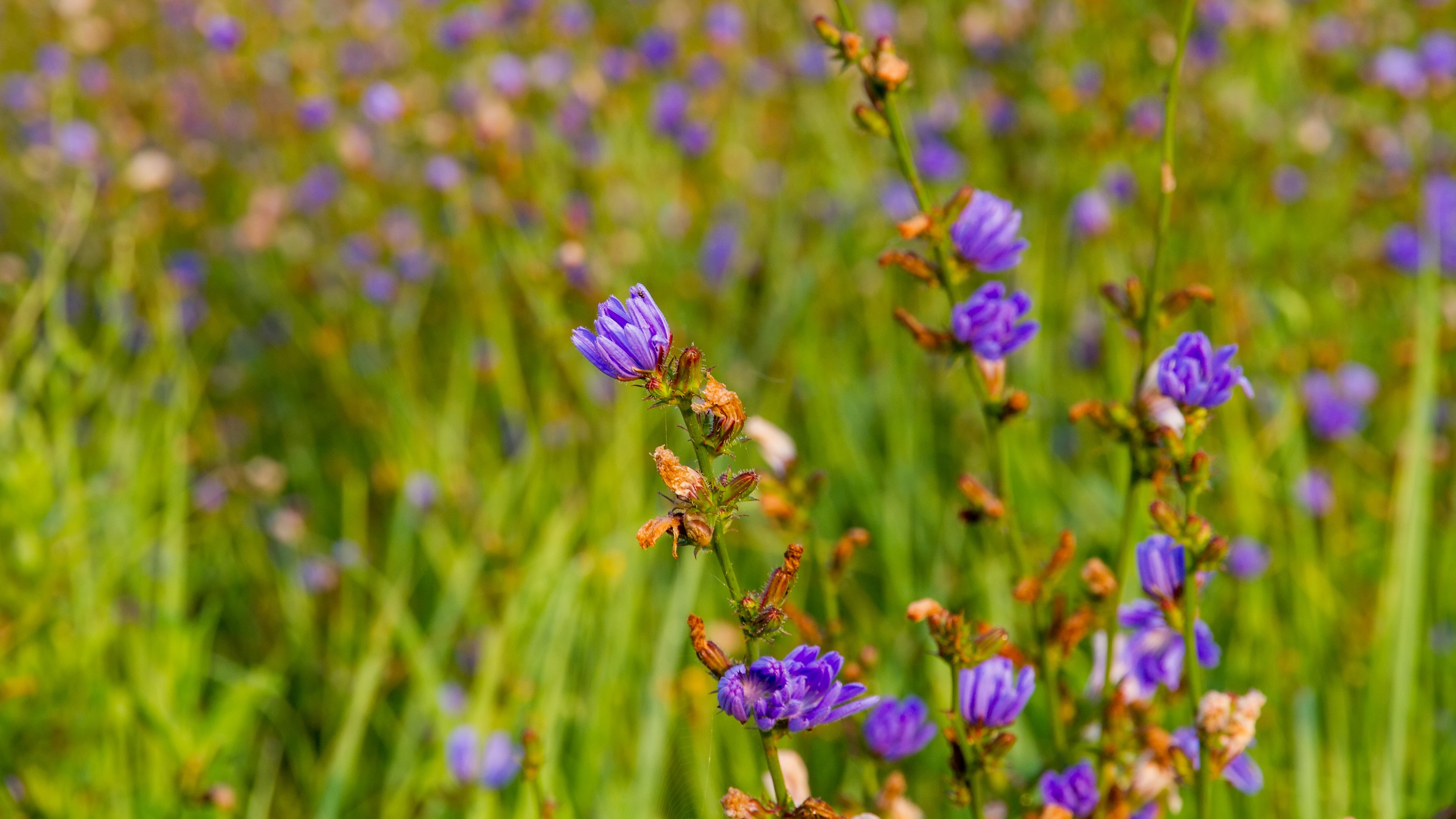 РФ за 10 месяцев увеличила экспорт цикория и других заменителей кофе в 1,5 раза