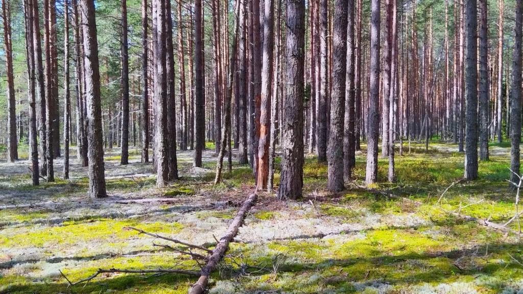 В Ленобласти протестируют трекеры для поиска пропавших без вести людей 