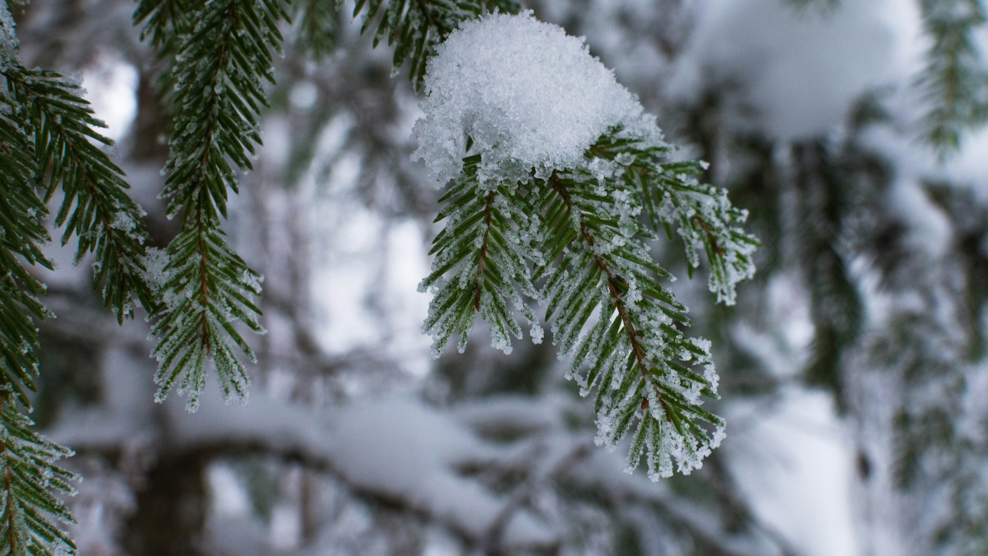 Петербуржцам напомнили о крупных штрафах за незаконную рубку елок в Ленобласти