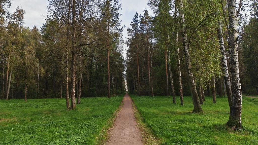 Зеленые зоны Петербурга могут получить дополнительную защиту от вырубок