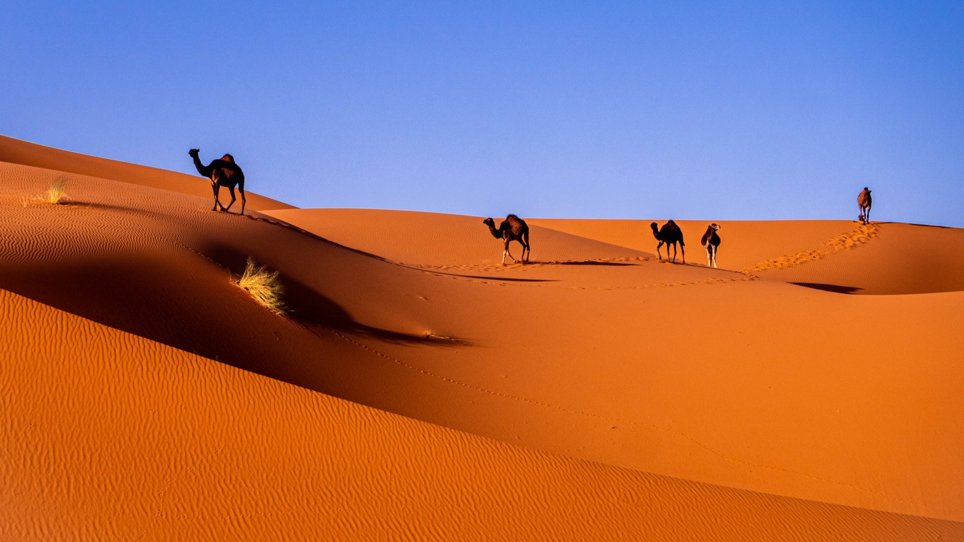Путешествие с питомцем, сокровища Красного моря и тайны Сахары: новые горизонты