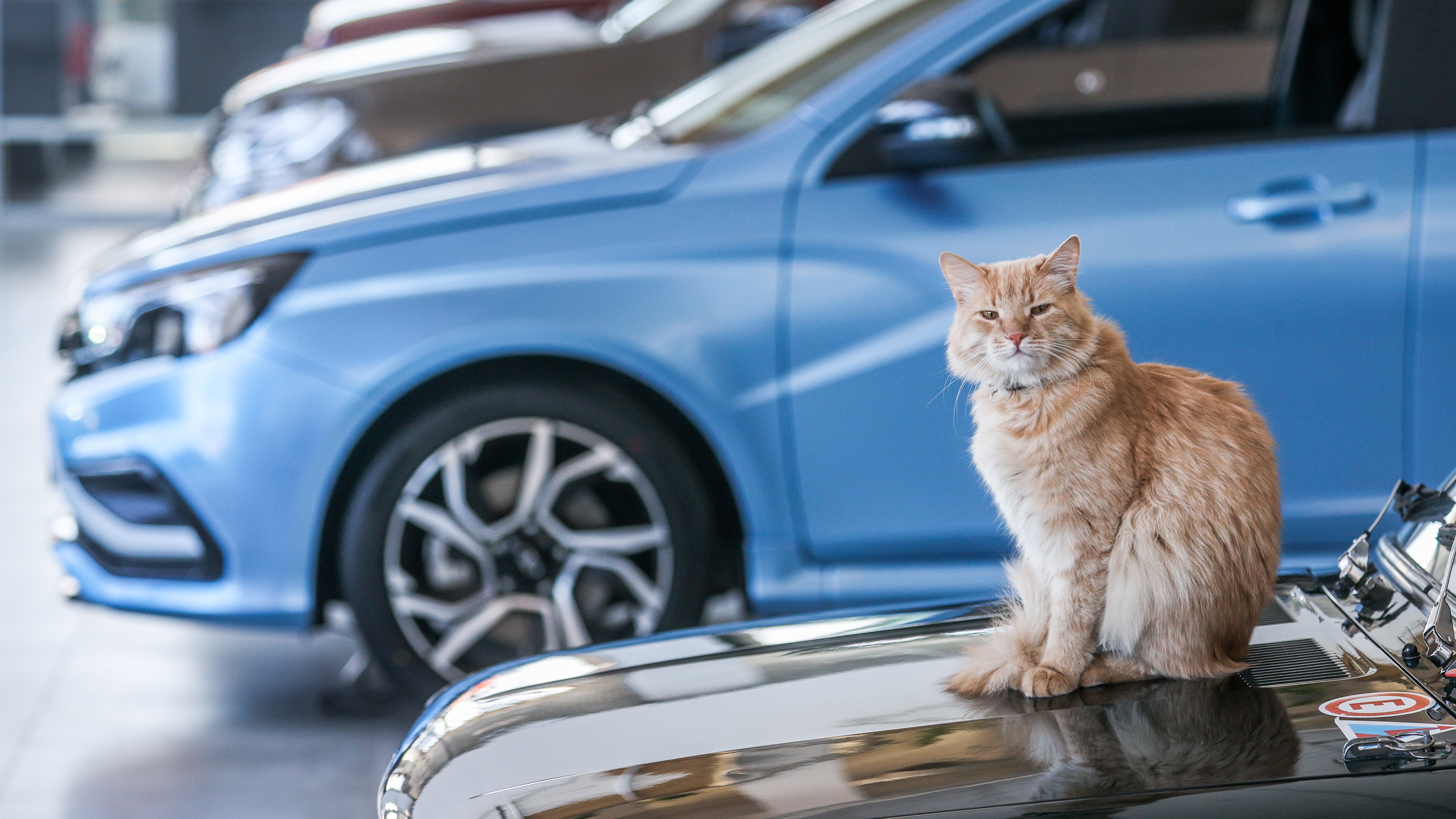 LADA Granta стала самым популярным автомобилем в Петербурге в ноябре