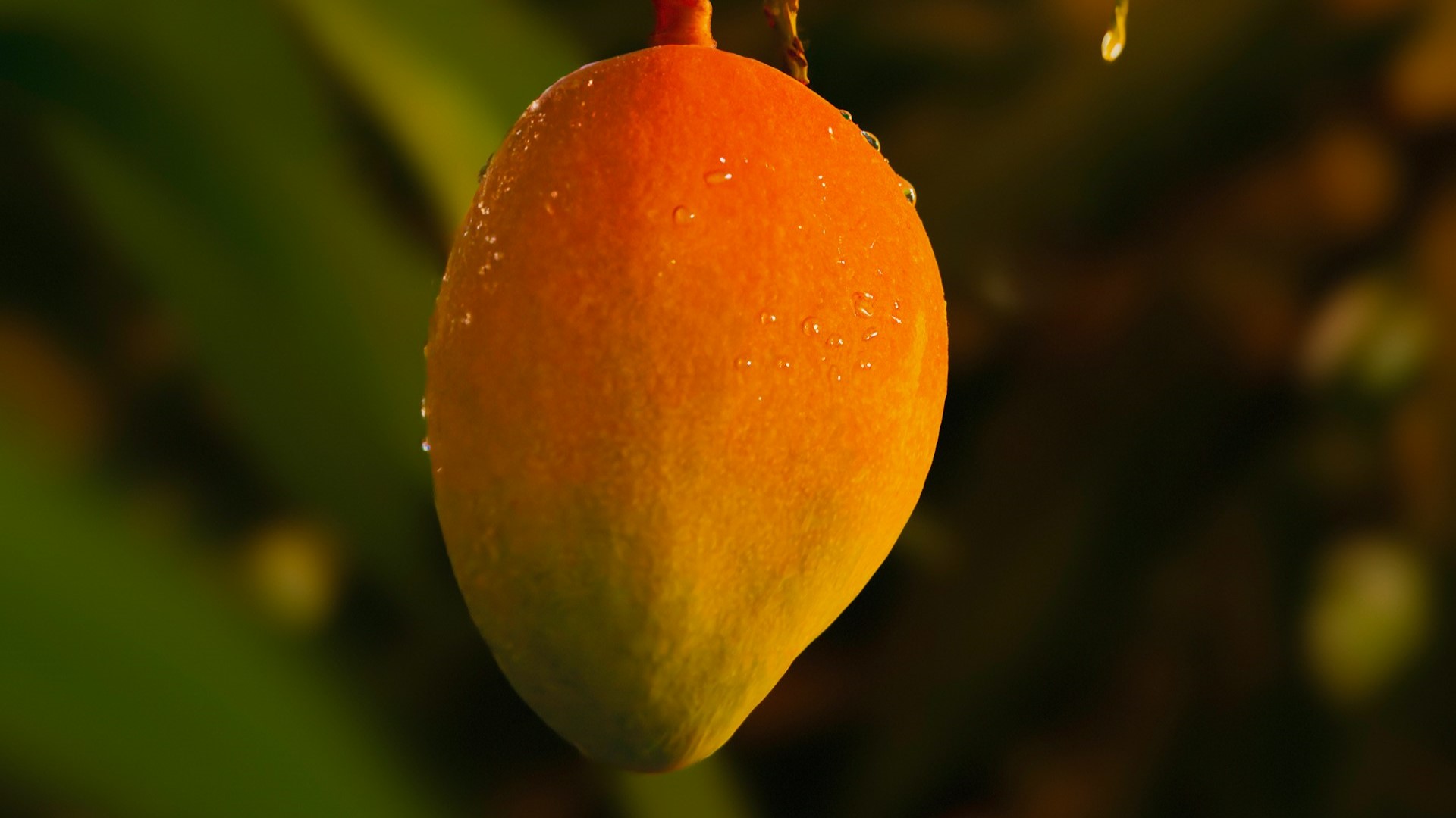 В России появится первое органическое манго