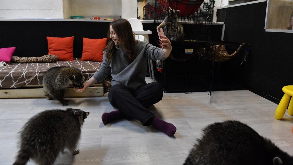 Эксперт: лицензирование антикафе с животными усложнит ведение бизнеса