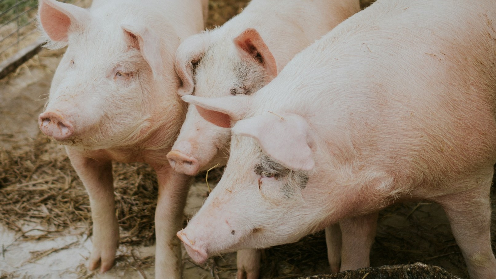 Россия снова будет поставлять свинину на рынок Филиппин