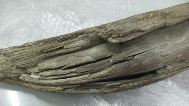 Гражданин Молдавии пытался вывезти из РФ бивень мамонта весом более 4 кг