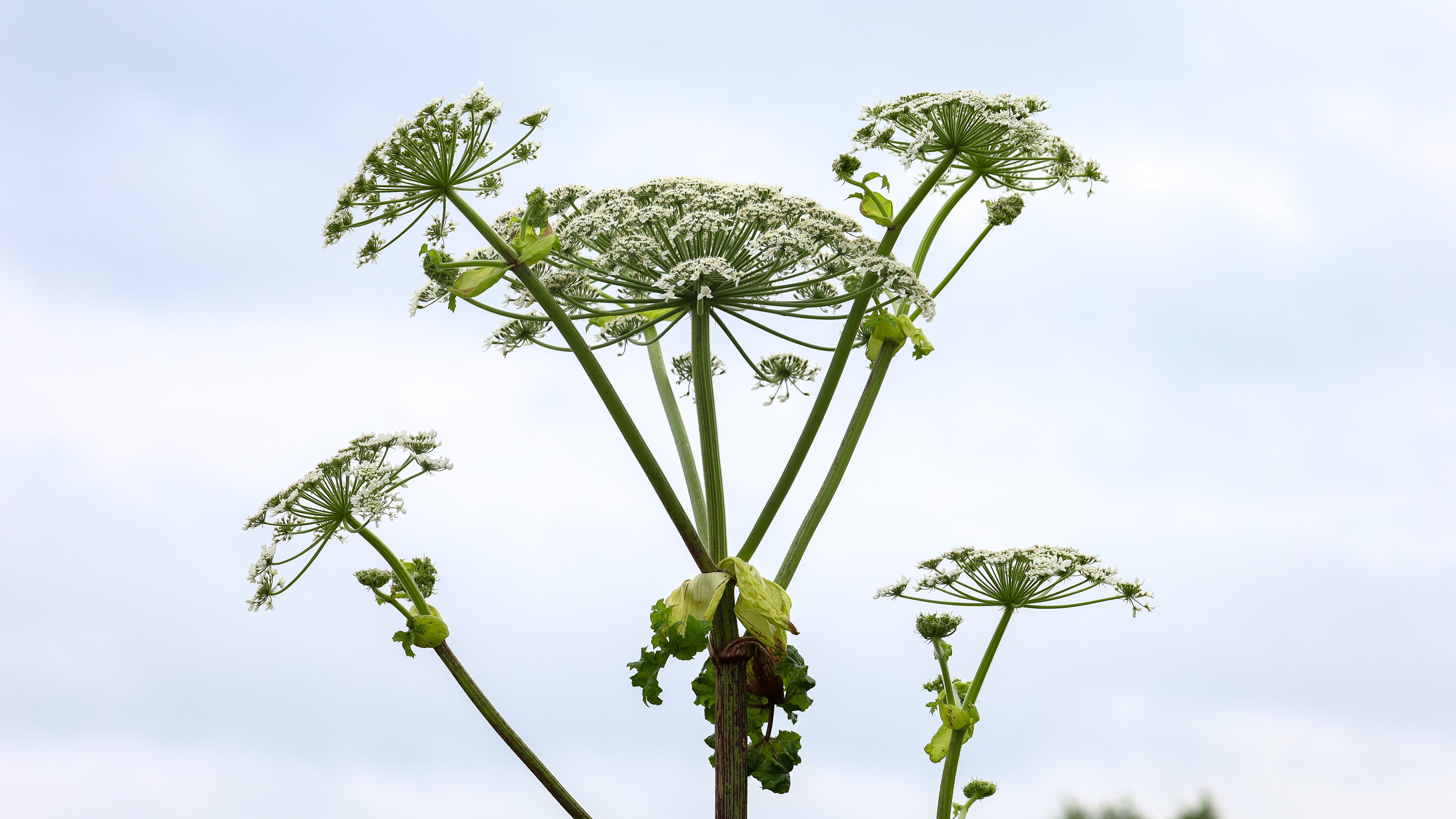 В Ленобласти в 2025 году с борщевиком боролись на 12 га