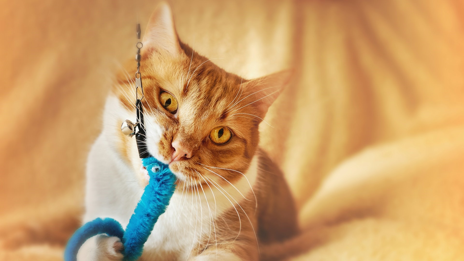 Игрушки и когтеточки: петербуржцы скупают товары для питомцев