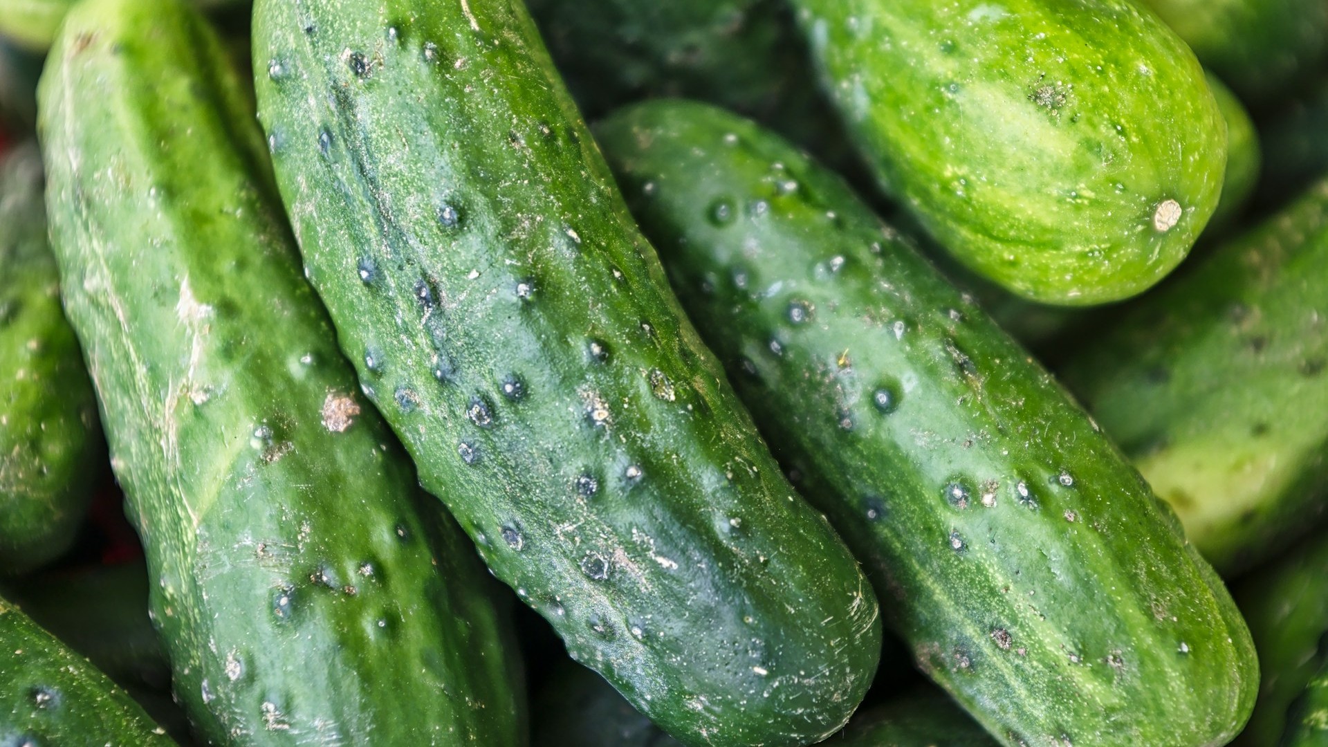 Огурцы стали самым подешевевшим за месяц продуктом в РФ