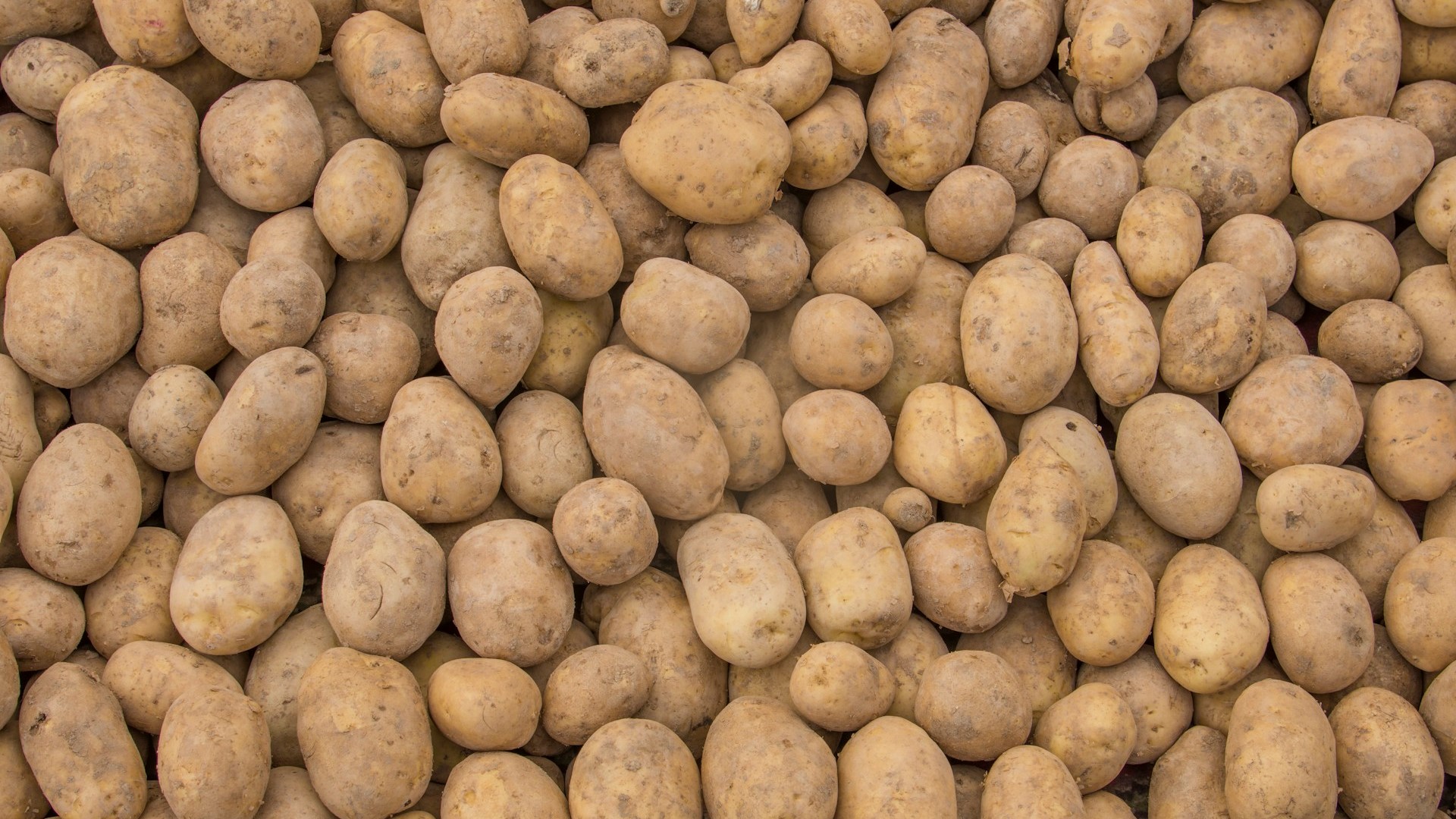 В ГД поддержали инициативу установить минимальные цены на картофель