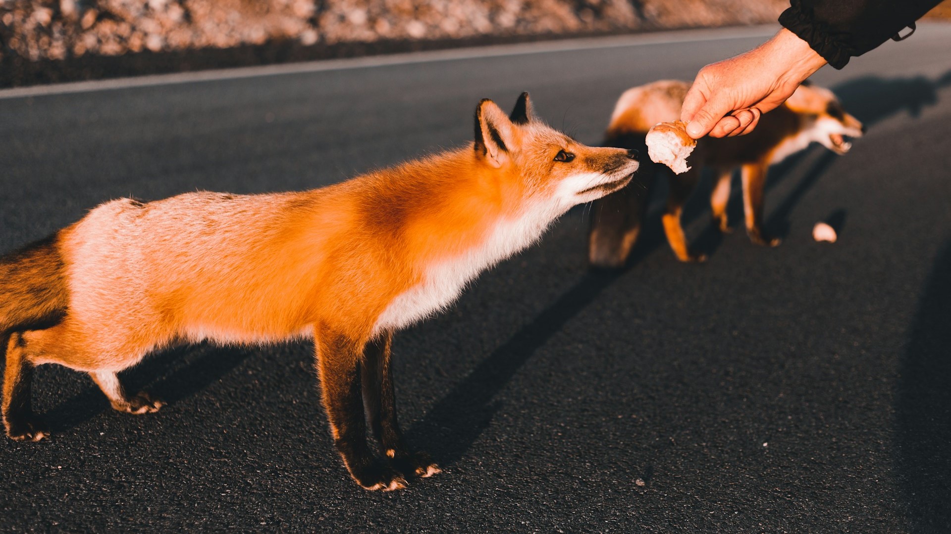 В Ленобласти опровергли информацию о вспышке бешенства среди животных