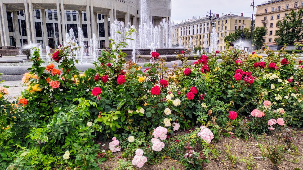 В Петербурге посадят более 5,5 млн растений для украшения города