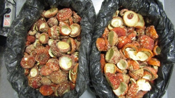 Жители эстонской Нарвы пытались вывезти из России в ЕС сушеные шляпки мухоморов