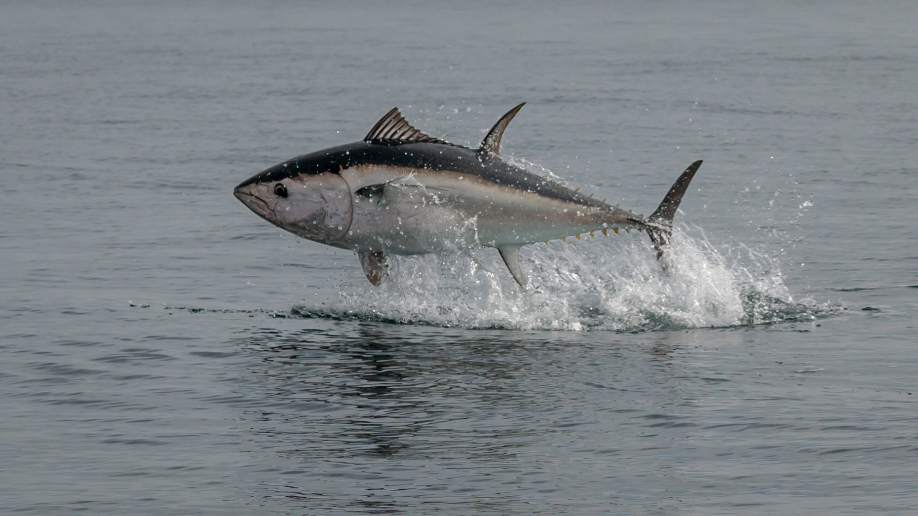 Импорт тунца в РФ в 2025 году увеличился на 13%