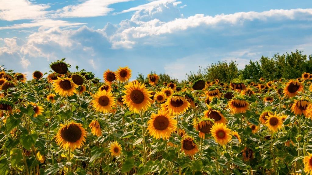 Минсельхоз США: РФ станет крупнейшим экспортером подсолнечного масла в 2025/26