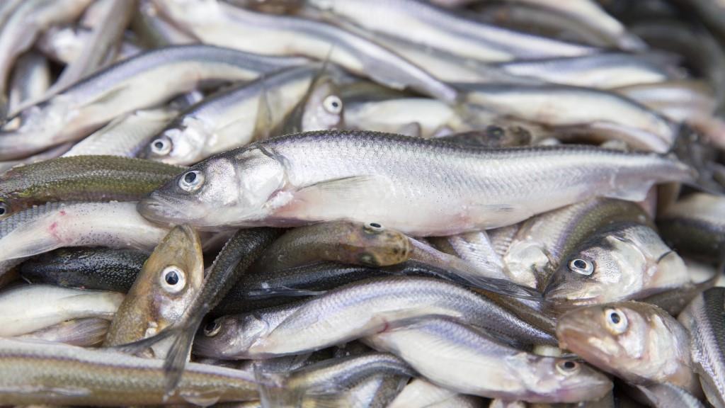 Фестиваль корюшки в Ленобласти может собрать 25 тысяч человек 